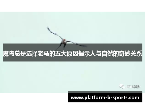 魔鸟总是选择老马的五大原因揭示人与自然的奇妙关系